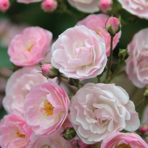 Heavenly Pink® - trandafiri - www.pharmarosa.ro